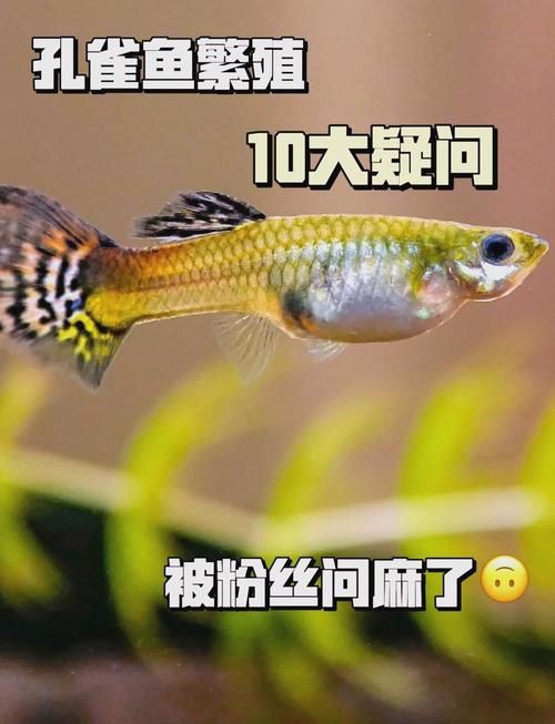 孔雀魚雜交公式圖 孔雀魚雜交公式圖 龍魚百科 第16張