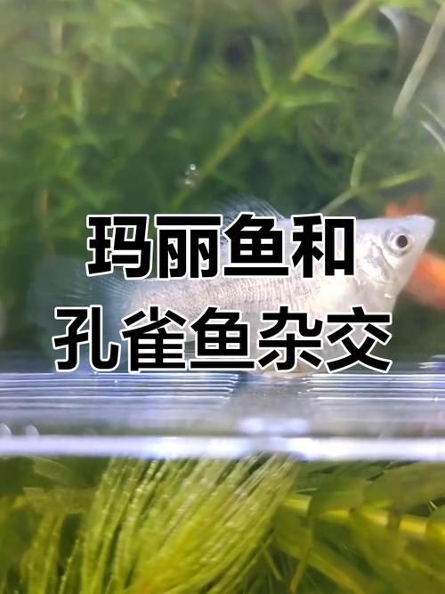孔雀魚雜交公式圖 孔雀魚雜交公式圖 龍魚百科 第18張