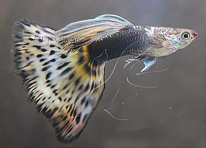孔雀魚雜交公式圖 孔雀魚雜交公式圖 龍魚百科 第30張
