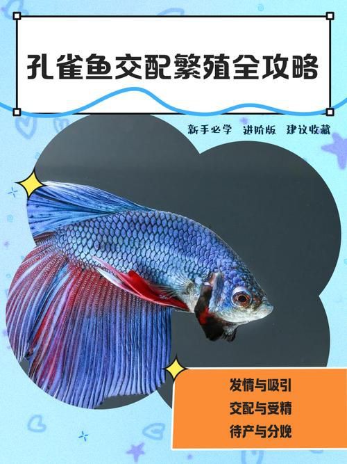 孔雀魚雜交公式圖 孔雀魚雜交公式圖 龍魚百科 第14張