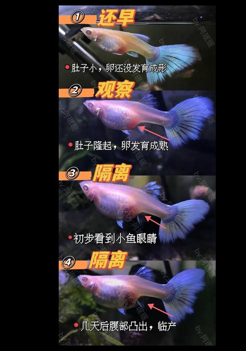 孔雀魚雜交公式圖 孔雀魚雜交公式圖 龍魚百科 第19張