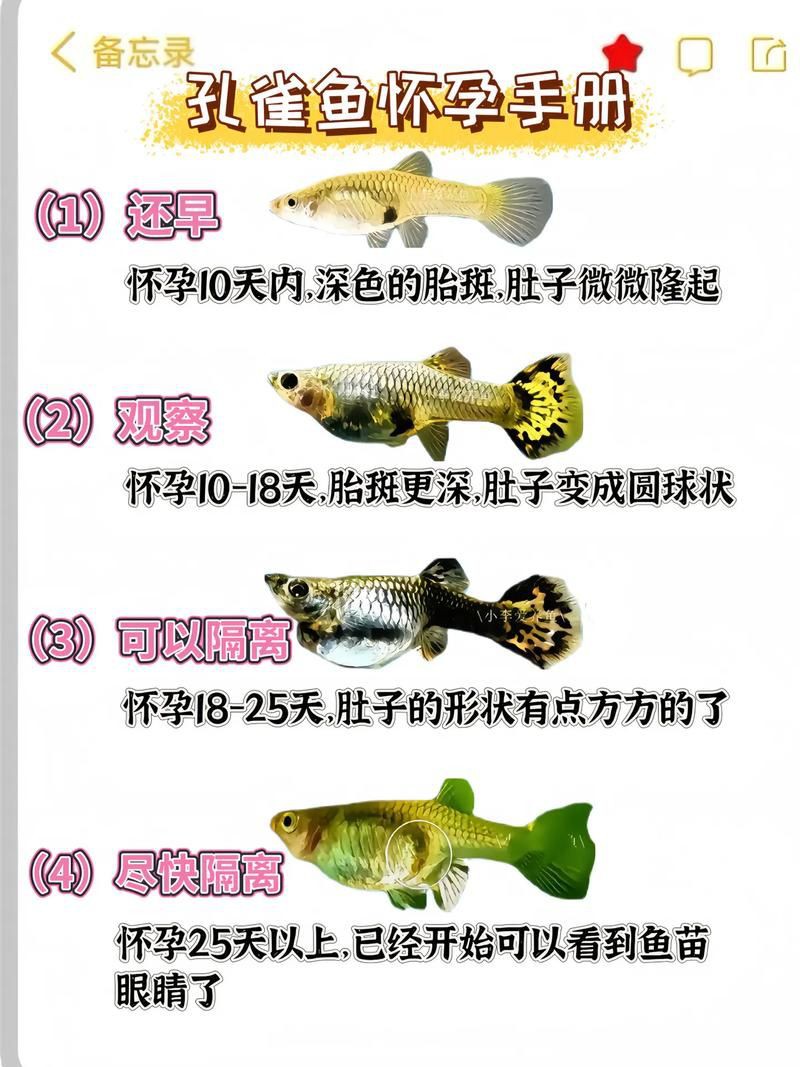 孔雀魚雜交公式圖 孔雀魚雜交公式圖 龍魚百科 第20張