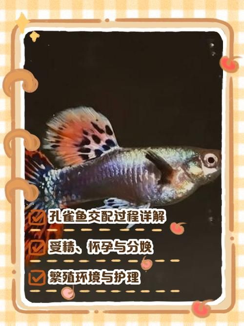 孔雀魚雜交公式圖 孔雀魚雜交公式圖 龍魚百科 第10張