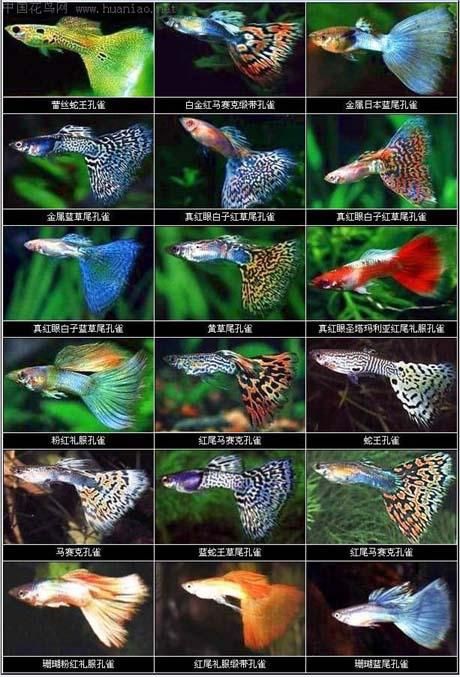 孔雀魚雜交公式圖 孔雀魚雜交公式圖 龍魚百科 第23張