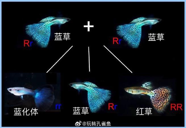 孔雀魚雜交公式圖 孔雀魚雜交公式圖 龍魚百科 第3張