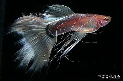 孔雀魚雜交公式圖 孔雀魚雜交公式圖 龍魚百科 第29張