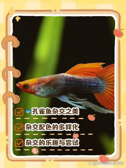 孔雀魚雜交公式圖 孔雀魚雜交公式圖 龍魚百科 第7張