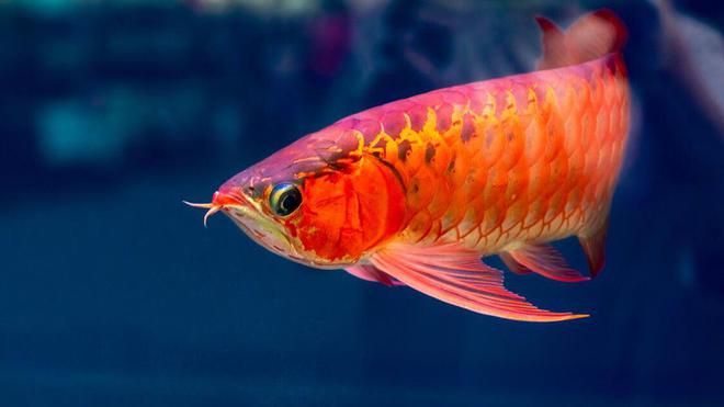 養(yǎng)龍魚要氣泵嗎（養(yǎng)龍魚是否需要氣泵？）