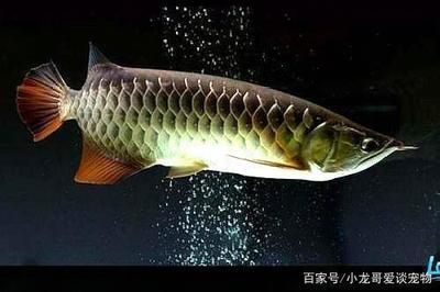 龍魚病后如何恢復(fù)食物：龍魚在生病后恢復(fù)食欲和健康是非常重要的問題,如何調(diào)整飼養(yǎng)方法