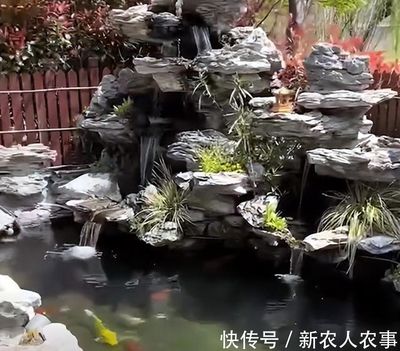 水池養龍魚：水池養龍魚的注意事項