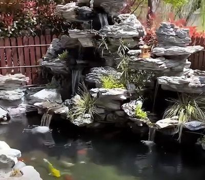 水池養龍魚：水池養龍魚的注意事項
