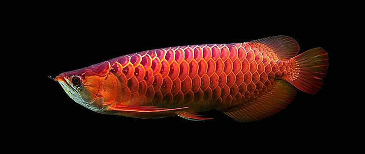 紅龍魚多長時間能發色啊（紅龍魚什么時候發色） 紅龍魚多長時間能發色啊（紅龍魚什么時候發色） 龍魚百科 第3張