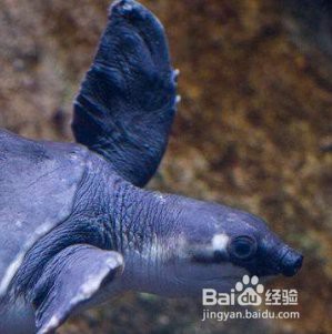 豬鼻龜咬龍魚嗎有毒嗎 豬鼻龜咬龍魚嗎有毒嗎 龍魚百科 第5張