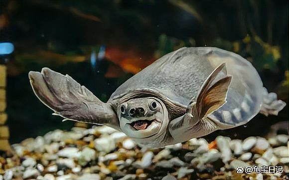 豬鼻龜咬龍魚嗎有毒嗎 豬鼻龜咬龍魚嗎有毒嗎 龍魚百科 第9張