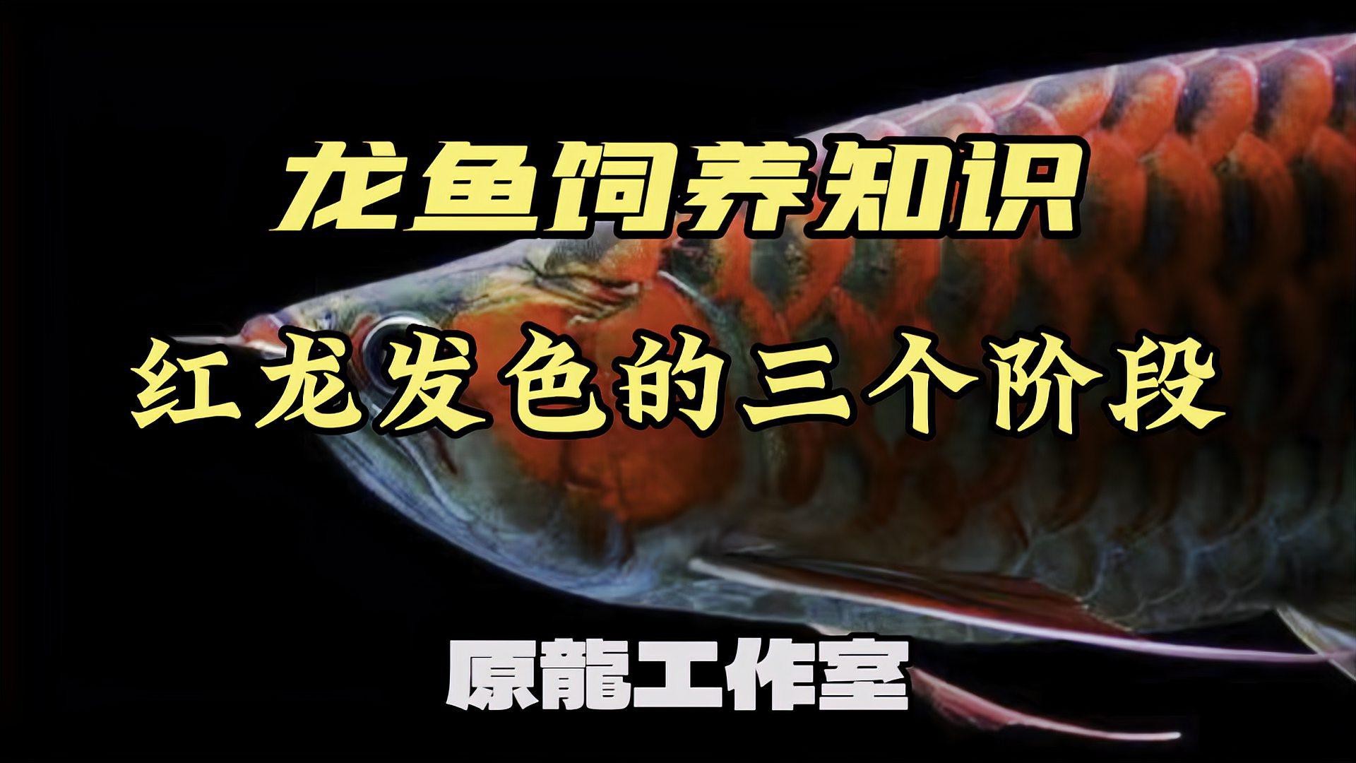 紅龍魚怎么發色