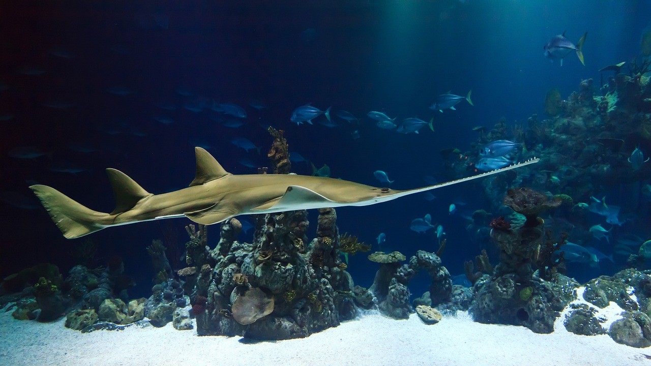 廣州市荔灣區海洋玉娣水族店 （廣州市荔灣區海洋玉娣水族店地址）