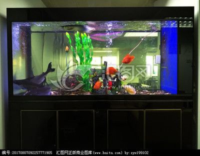 龍魚在魚缸上層不動：龍魚上層不動的原因及處理方法