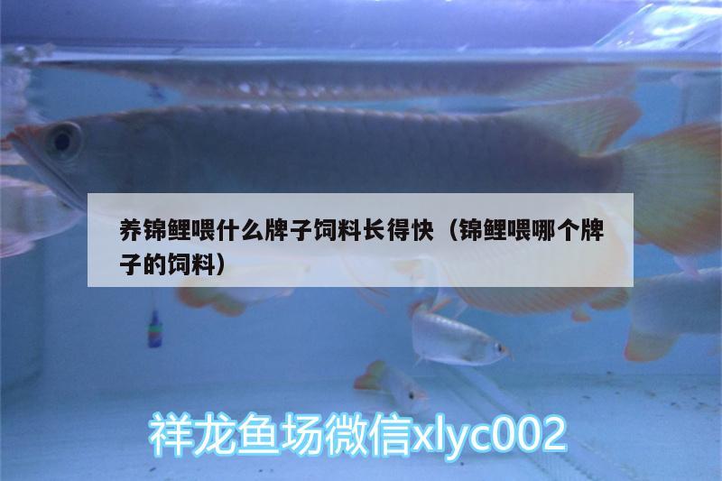 魚缸 養錦鯉喂什么牌子飼料長得快(錦鯉喂哪個牌子的飼料) 龍魚百科 養錦鯉喂什么牌子飼料長得快(錦鯉喂哪個牌子的飼料) 養錦鯉喂什么牌子飼料長得快(錦鯉喂哪個牌子的飼料) 龍魚百科
