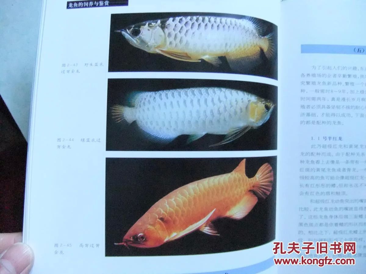 龍魚的飼養(yǎng)與鑒賞作文400字左右：龍魚的飼養(yǎng)與鑒賞