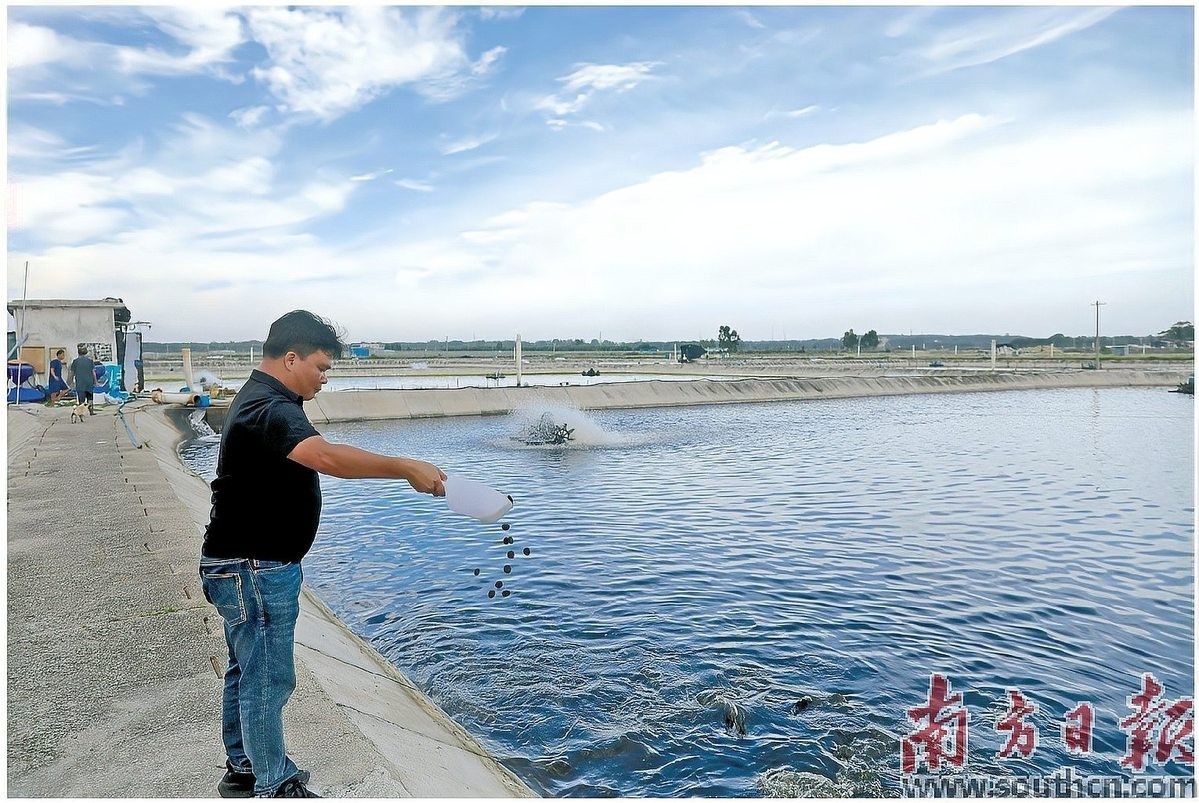 龍躉魚的最佳養殖密度是多少？ 龍躉魚的最佳養殖密度是多少？ 龍魚百科 第2張