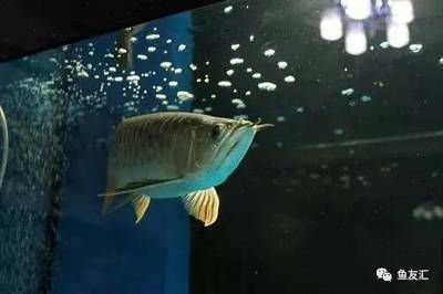 金龍魚為什么總在魚缸底層跳（金龍魚在魚缸底層跳動可能由多種因素引起） 金龍魚為什么總在魚缸底層跳（金龍魚在魚缸底層跳動可能由多種因素引起） 龍魚百科 第2張