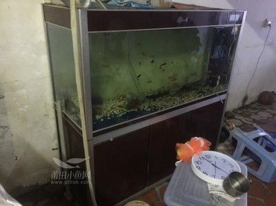 金龍魚為什么總在魚缸底層跳（金龍魚在魚缸底層跳動可能由多種因素引起） 金龍魚為什么總在魚缸底層跳（金龍魚在魚缸底層跳動可能由多種因素引起） 龍魚百科 第4張