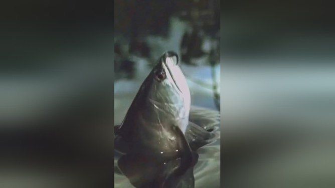 金龍魚為什么總在魚缸底層跳（金龍魚在魚缸底層跳動可能由多種因素引起） 金龍魚為什么總在魚缸底層跳（金龍魚在魚缸底層跳動可能由多種因素引起） 龍魚百科 第1張