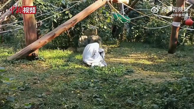 混養時如何保證食物充足？ 混養時如何保證食物充足？ 龍魚百科 第5張