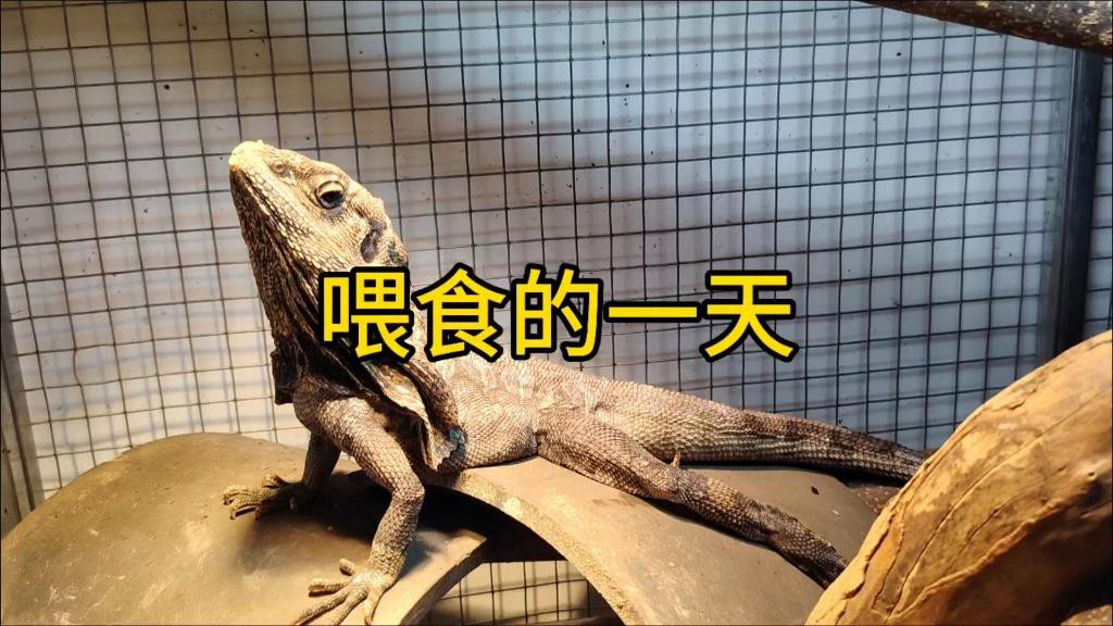 混養時如何保證食物充足？ 混養時如何保證食物充足？ 龍魚百科 第1張