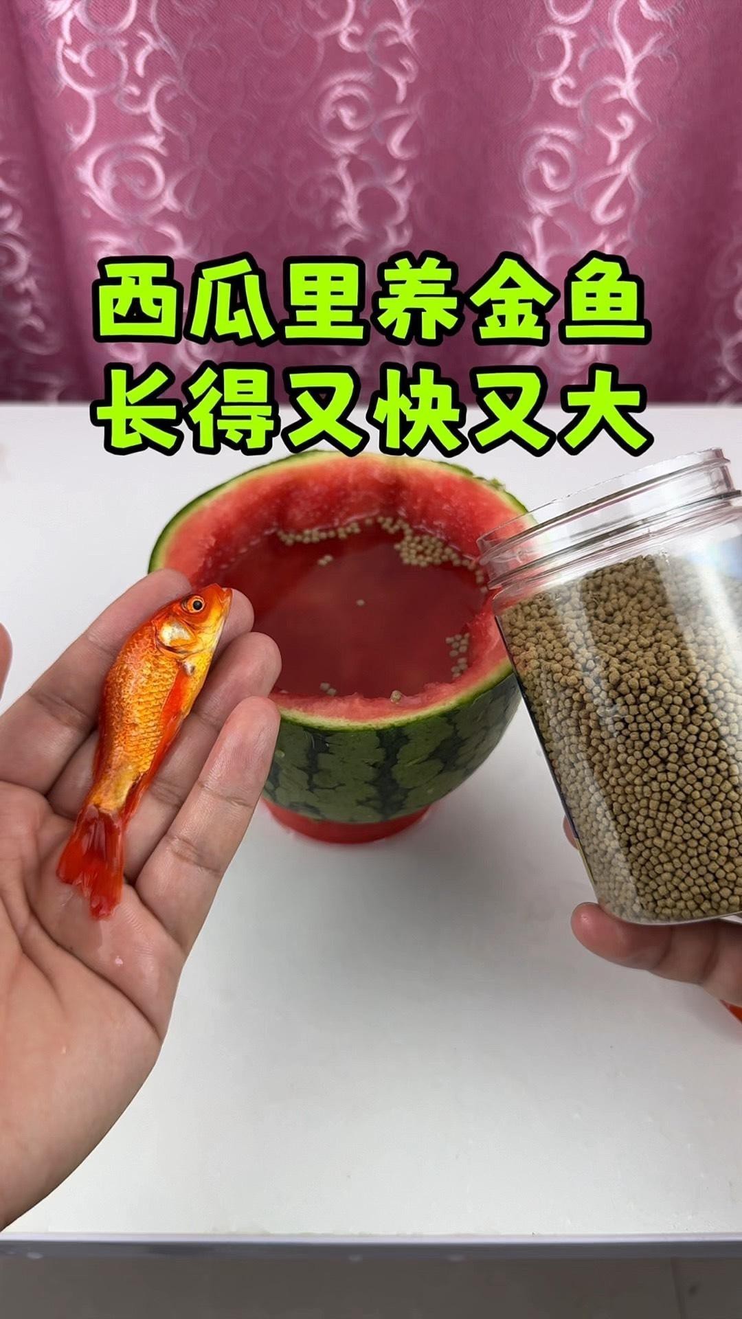 混養時如何保證食物充足？ 混養時如何保證食物充足？ 龍魚百科 第7張