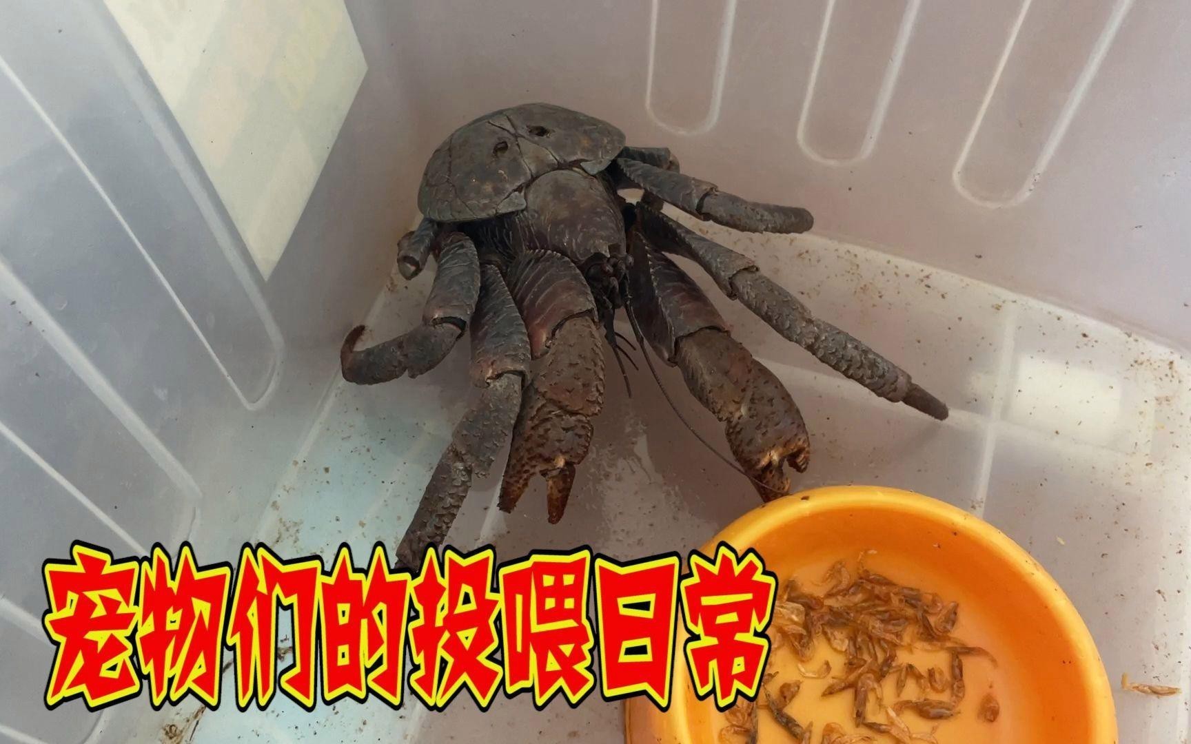 混養時如何保證食物充足？ 混養時如何保證食物充足？ 龍魚百科 第2張