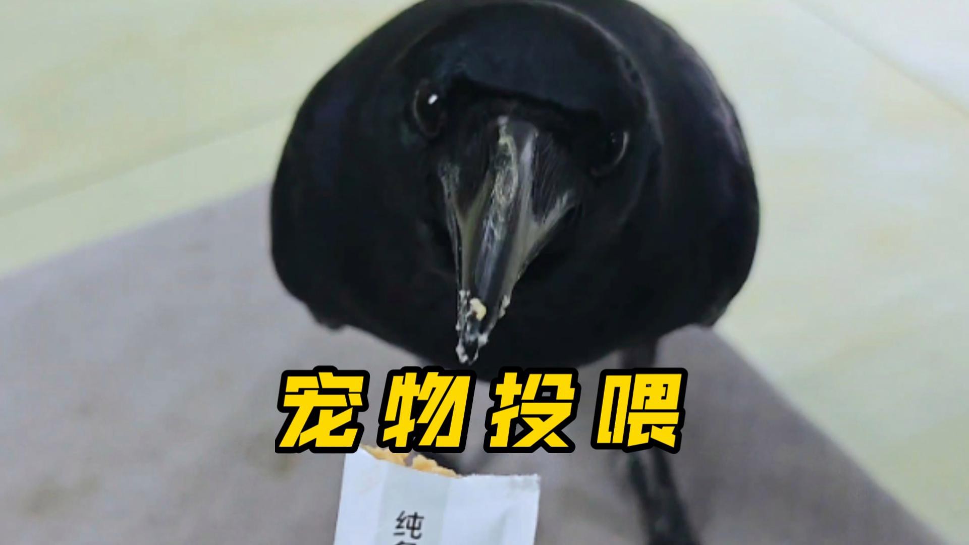 混養時如何保證食物充足？ 混養時如何保證食物充足？ 龍魚百科 第6張