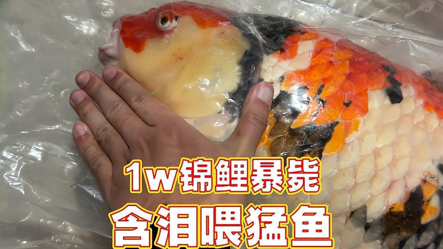 混養時如何保證食物充足？ 混養時如何保證食物充足？ 龍魚百科 第4張