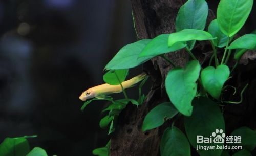 北京鑫波水族店（北京鑫波水族店電話）