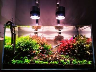 廣州荔灣哪里有賣龍魚（廣州荔灣區作為觀賞魚的集散地）