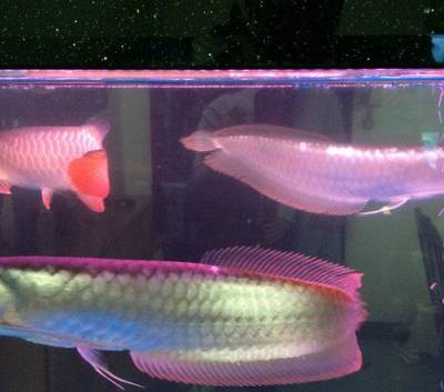紅龍魚吃什么發色最好養呢圖片大全（紅龍魚吃什么發色最好養呢圖片大全視頻）