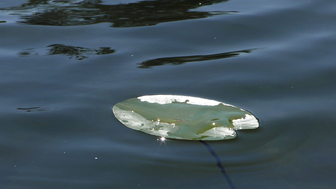 鹽山小劉水族館 （鹽山小劉水族館電話） 鹽山小劉水族館 （鹽山小劉水族館電話） 全國水族館企業(yè)名錄 第2張