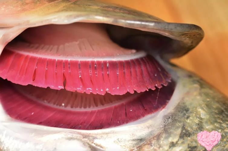 龍魚怎么分公母圖片