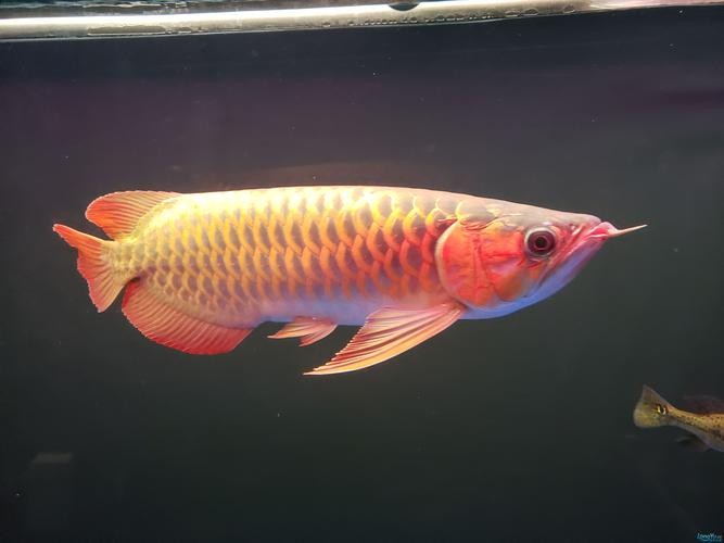 龍魚怎么分公母圖片