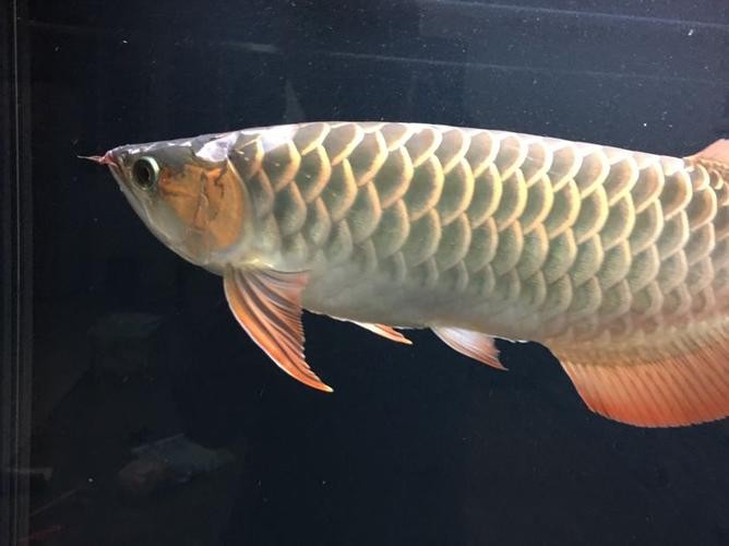龍魚怎么分公母圖片