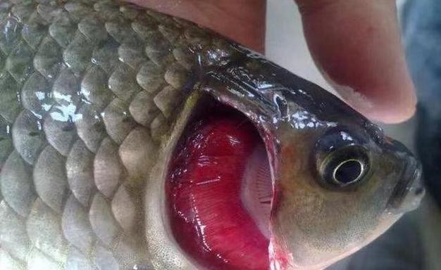 龍魚怎么分公母圖片