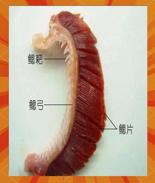 龍魚怎么分公母圖片