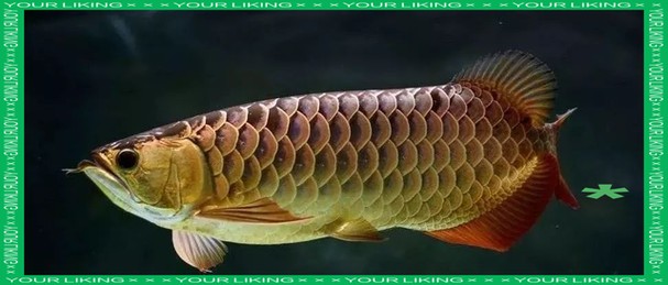 龍魚怎么分公母圖片