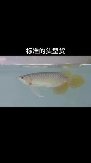 龍魚怎么分公母圖片