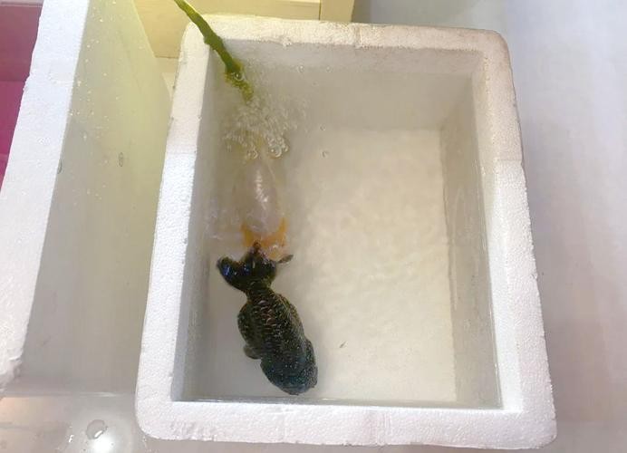 龍魚怎么分公母圖片
