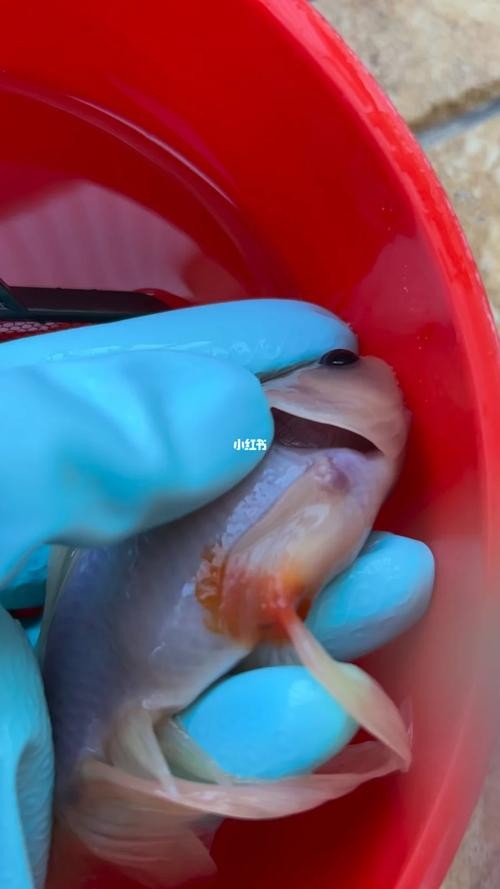龍魚怎么分公母圖片