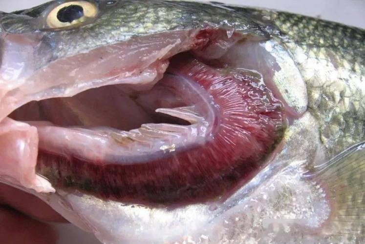 龍魚怎么分公母圖片