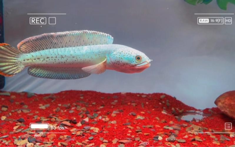 龍魚怎么分公母圖片