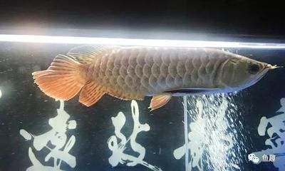 廣州龍魚商家排名榜前十名 廣州龍魚商家排名榜前十名 龍魚百科 第3張