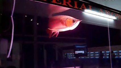 皇宮vip龍魚證書查詢方法：皇宮vip龍魚芯片查詢的第一種方法是使用專用電子掃描器